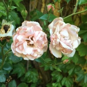 Meet your Posher, Tamara